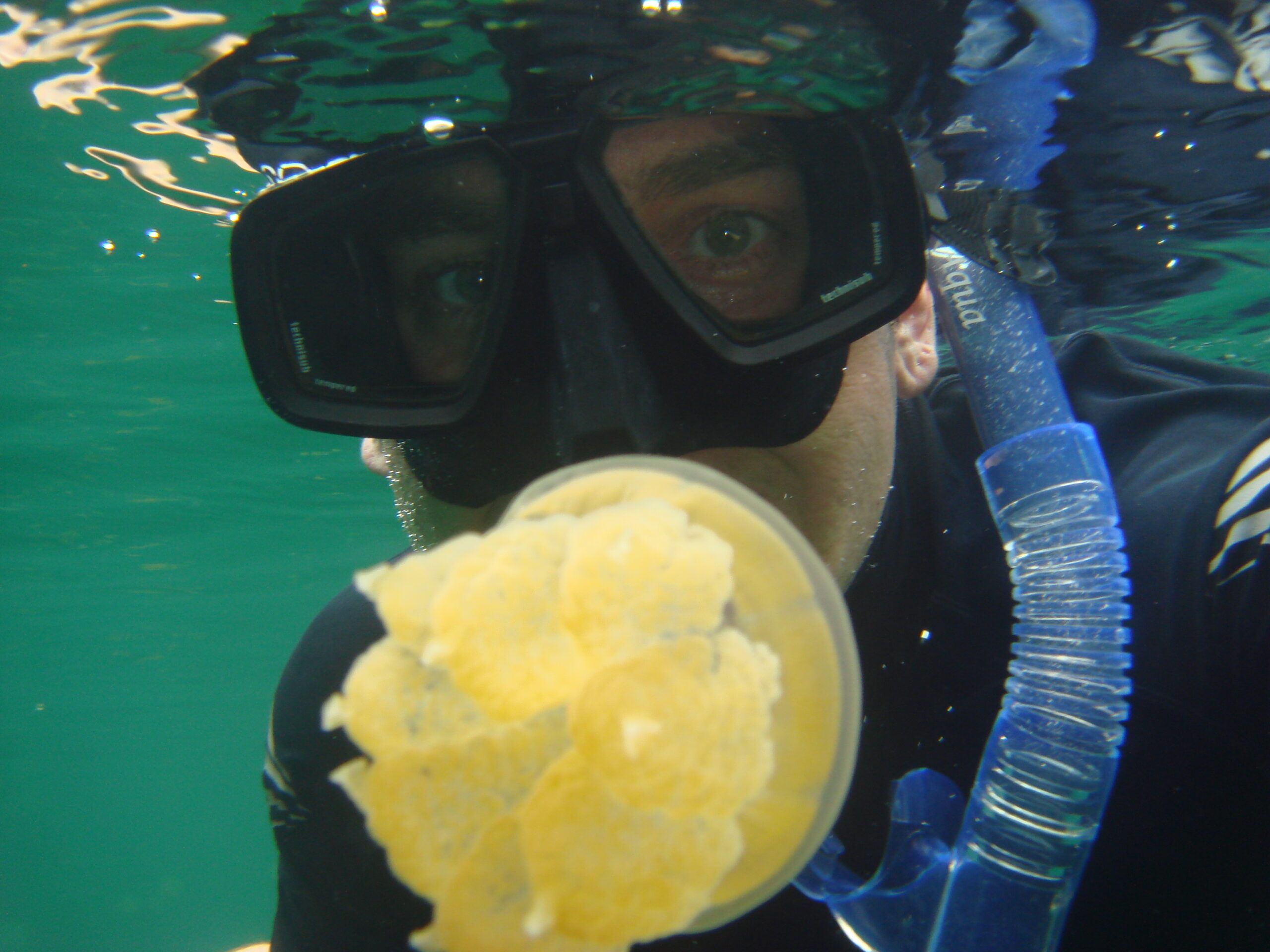 Jellyfish Lake Palau. Alexander Herweg