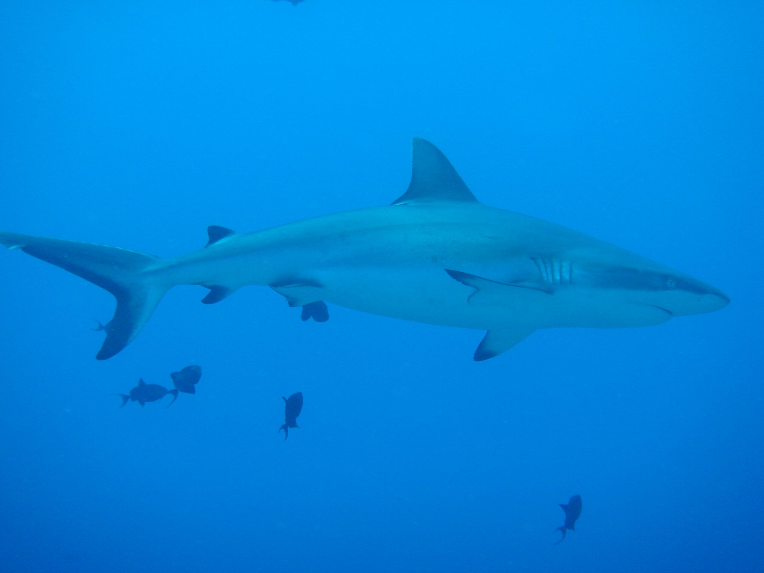 Big Shark in blue water. Diving Palau.
