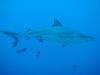 Hai Tauchen. Shark Diving. Palau. Alexander Herweg