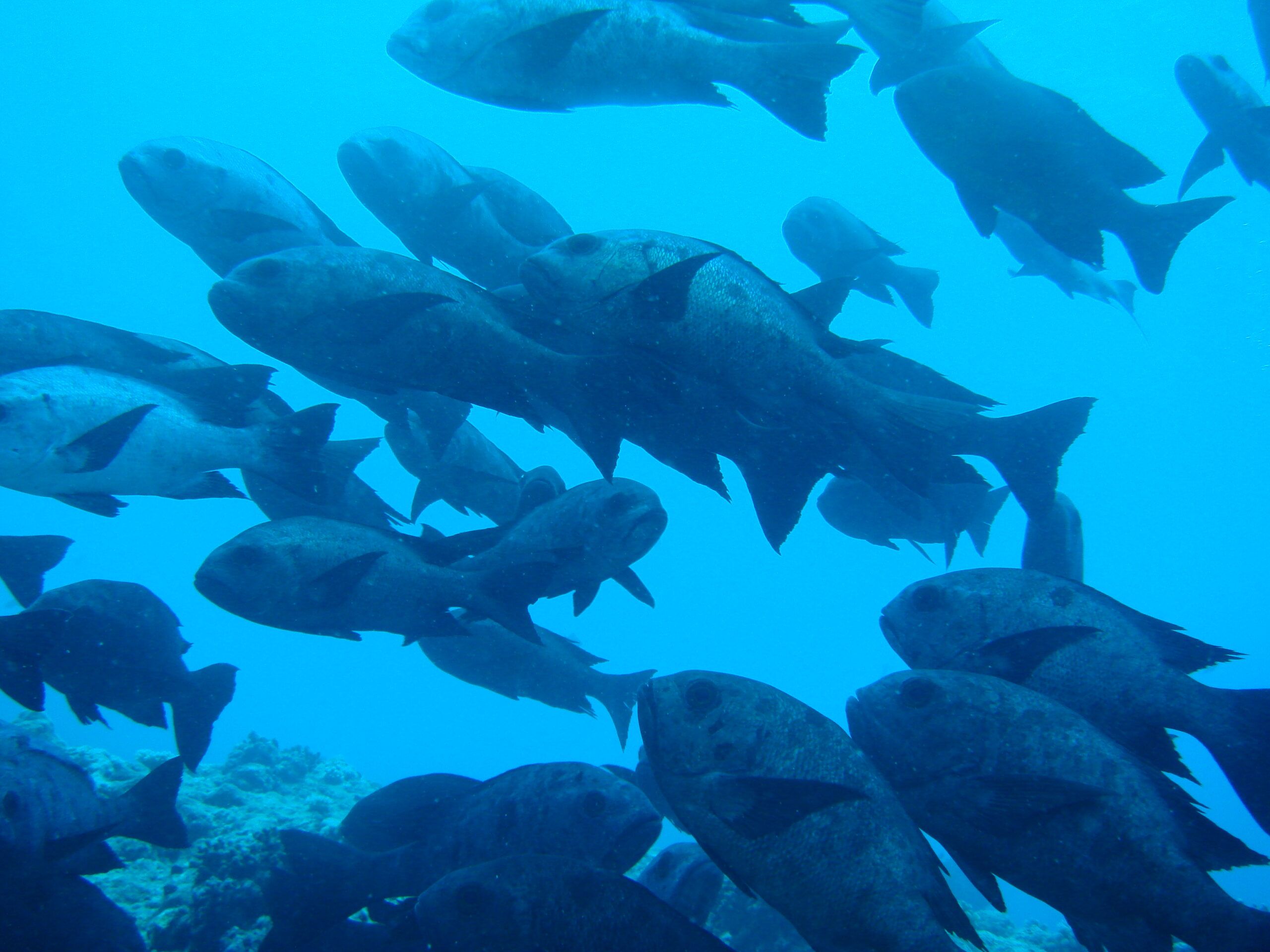 Swarm of big Fish. Drift Dive Palau.