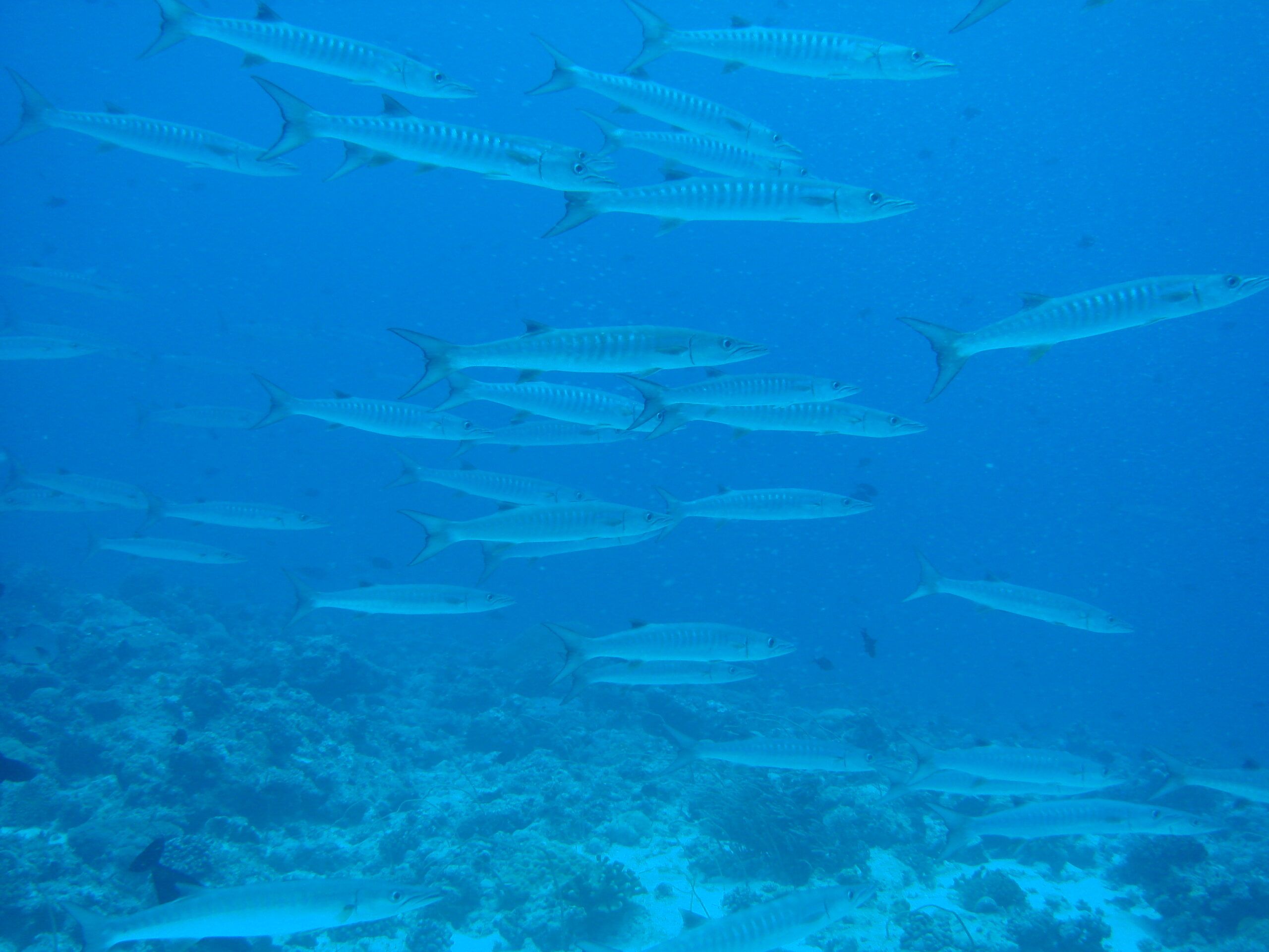 Baracuda Diving Palau. Alexander Herweg